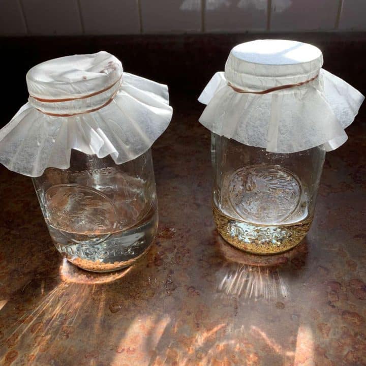 Two mason jars with water and sprouts with coffee filters on them.