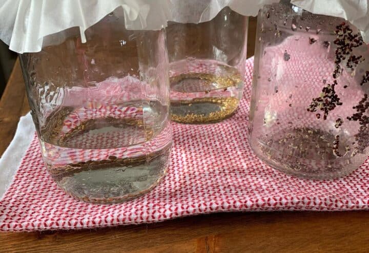 Growing sprouts in jars.