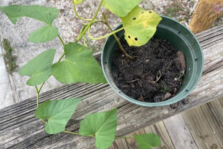 A young sweet potato plant with large leaves growing in a green pot placed on a wooden surface.