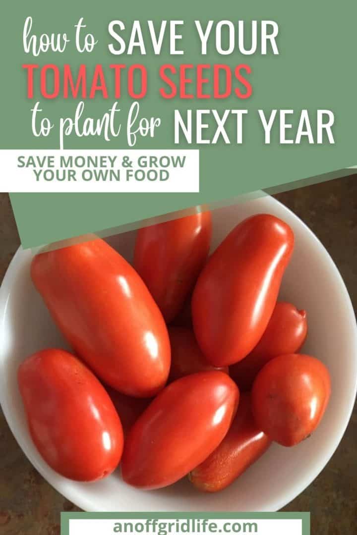 How to save your tomato seeds to plant for next year text overlay on image of homegrown tomatoes