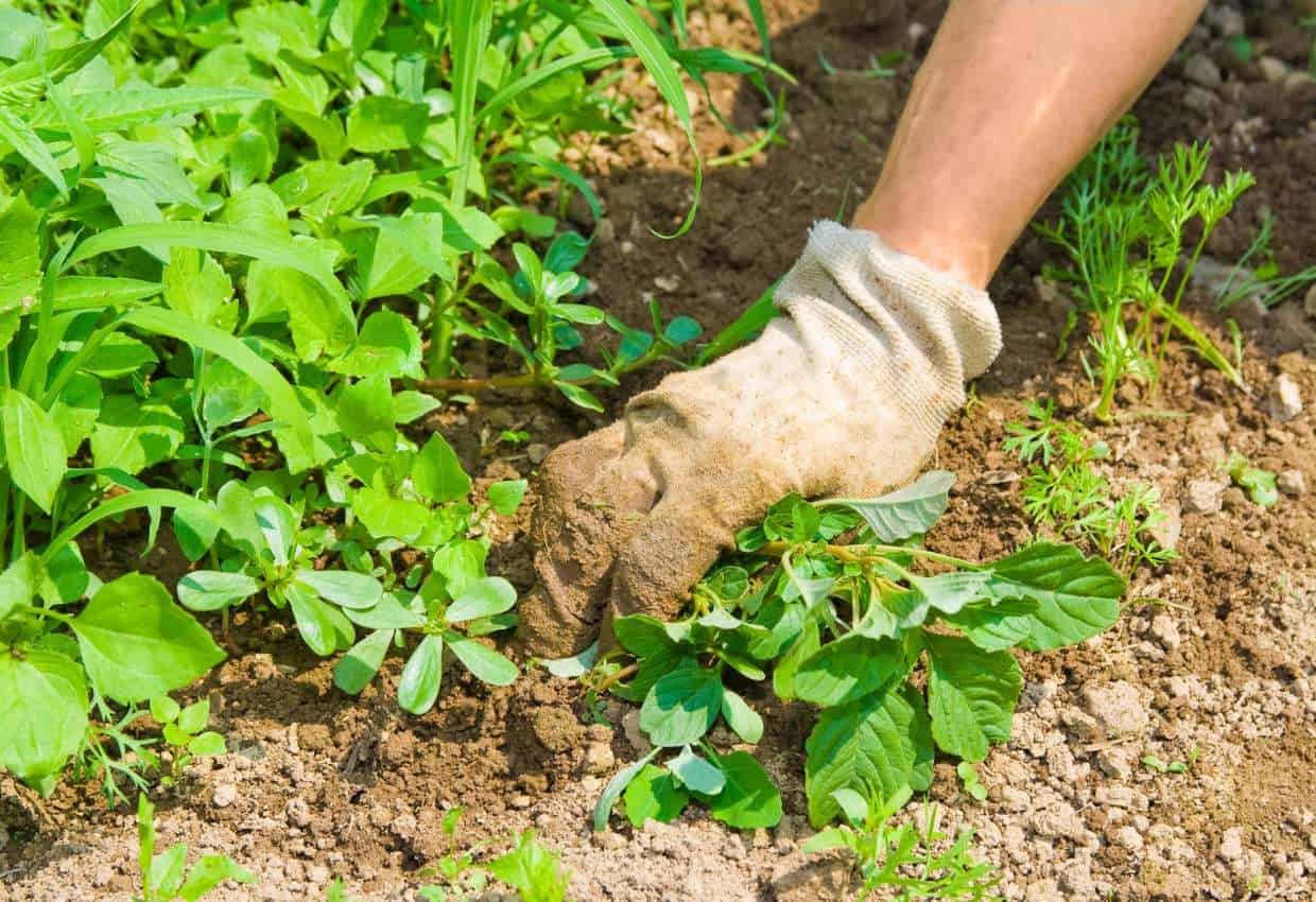 Harvesting edible garden weeds