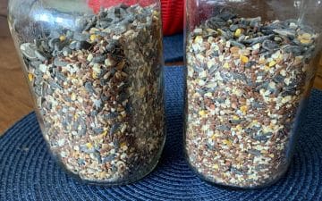 Two glass jars filled with chicken scratch partially visible in the background.