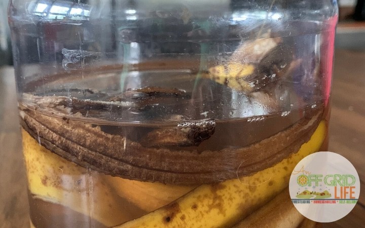 Text overlay of how to make homemade plant food over image of banana peels in water in a jar on a wooden counter
