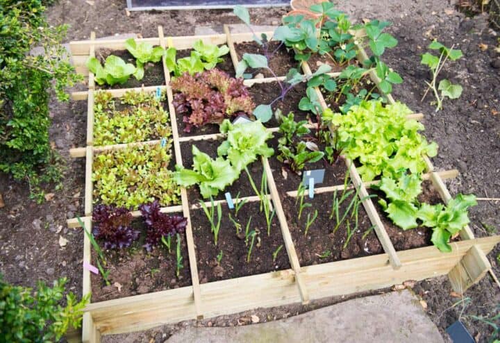Vegetables growing in a homestead garden cold frame.