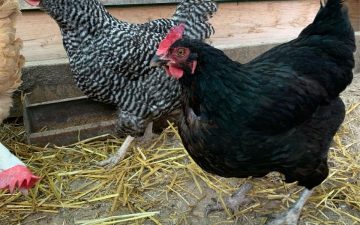 Raising backyard chickens is a good homesteading and survival skill to learn.