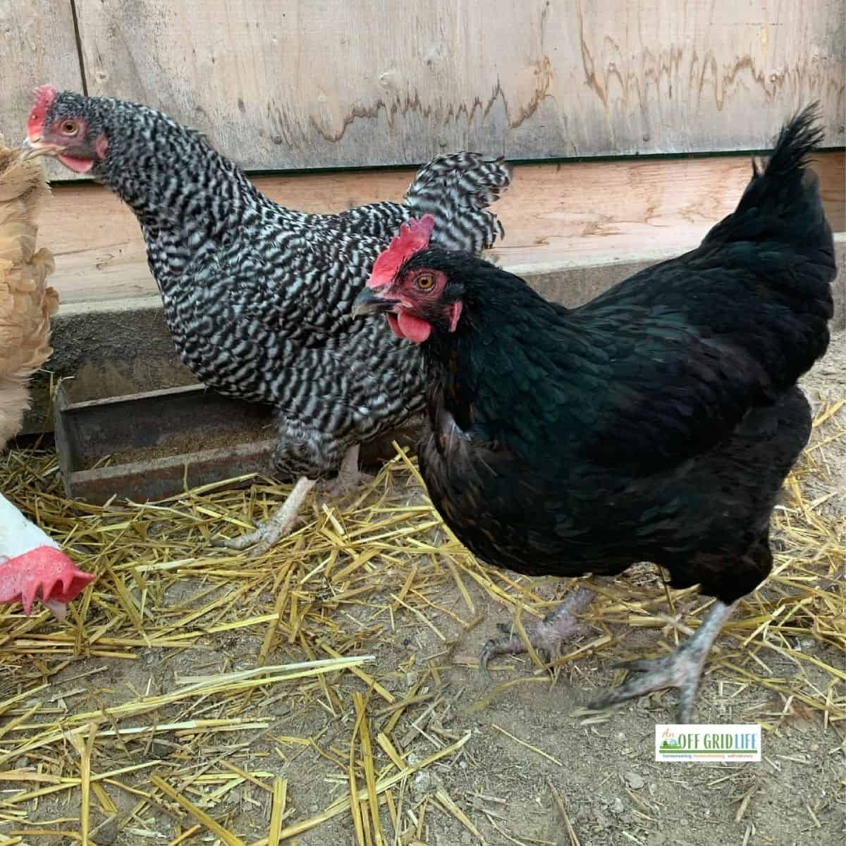 Raising backyard chickens is a good homesteading and survival skill to learn.