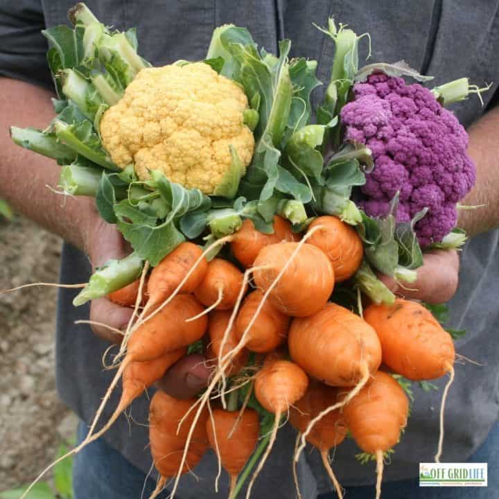 a person holding a bunch of carrots, cauliflower and other vegetables