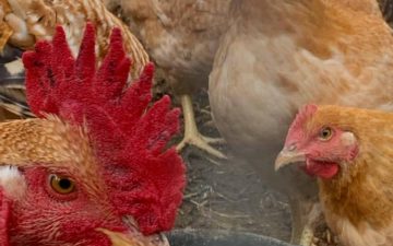 a group of light brown chickens and a rooster in a pen eating out of a black cast iron pot.