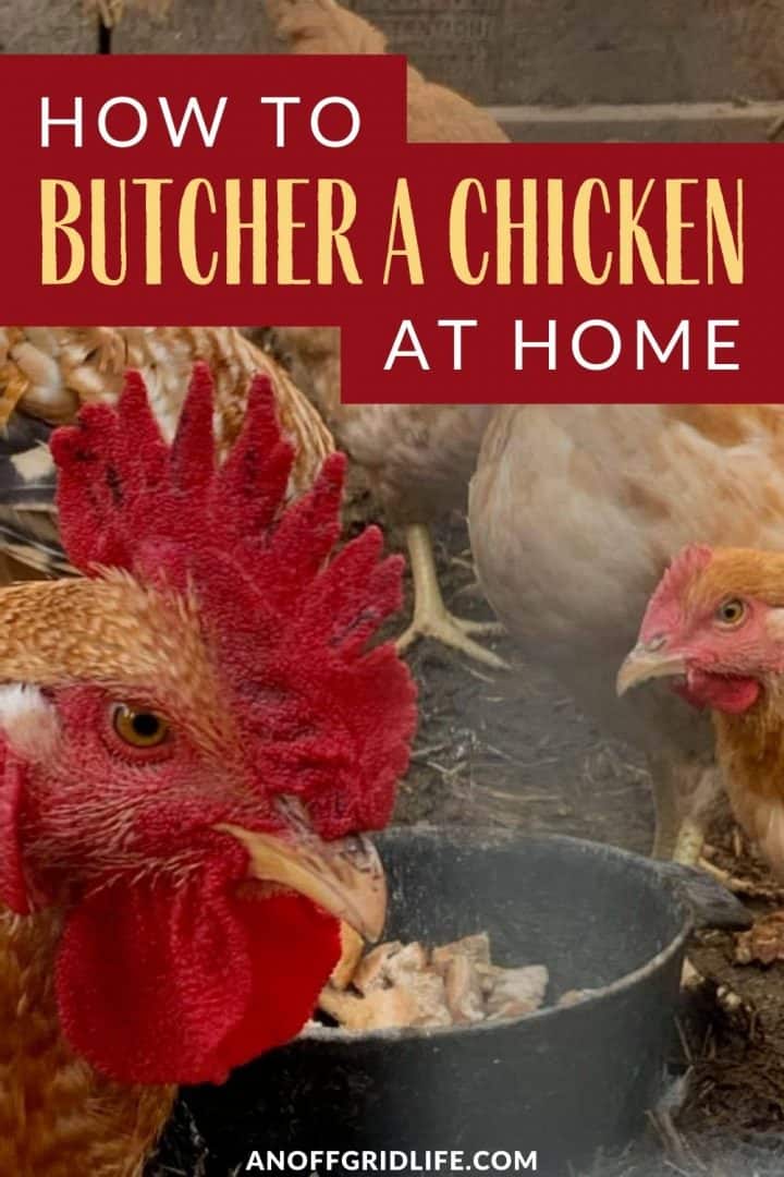 a pinterest image of a group of chickens eating out of a pot in a pen, text overlay "how to butcher a chicken at home"