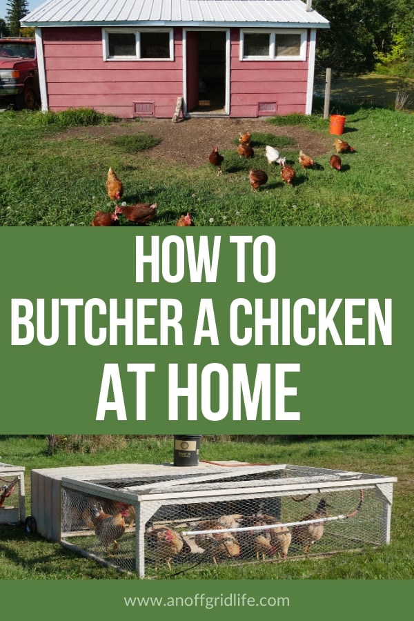 How to Butcher a chicken at home