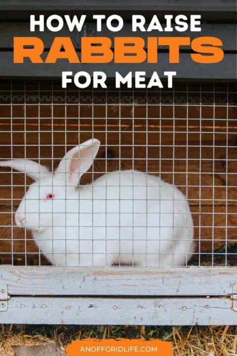 a white rabbit in a cage with text overlay "how to raise rabbits for meat"