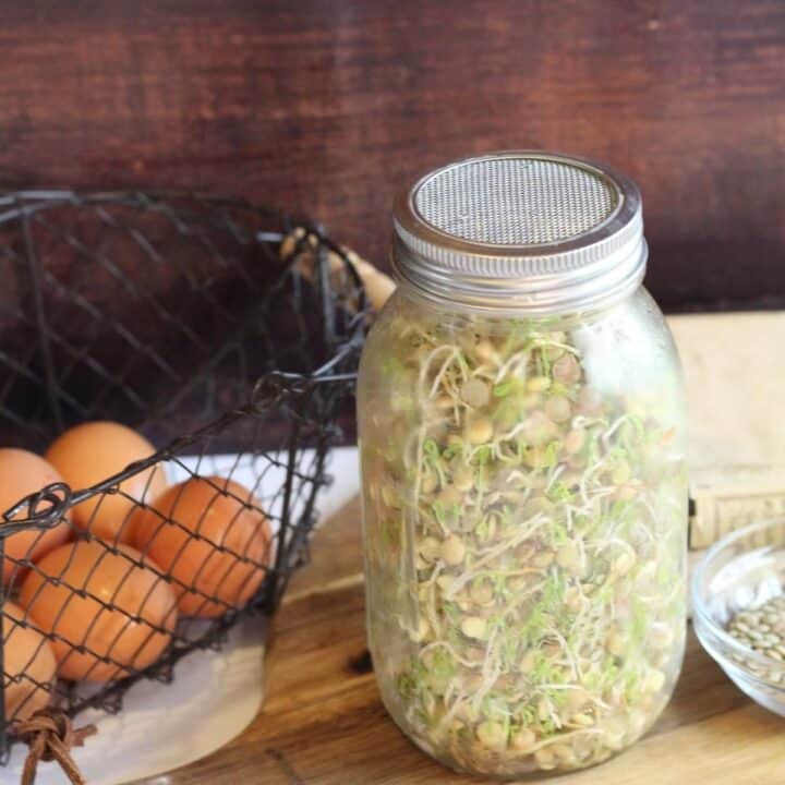 Lentil sprouts in jar