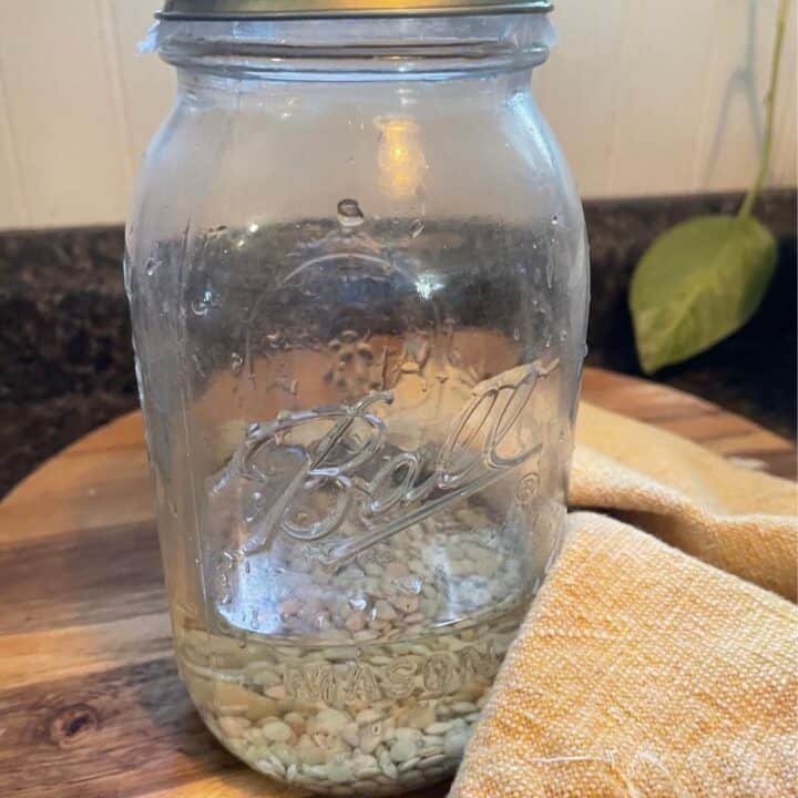 Geen lentils sprouting in a Ball wide mouth mason jar.