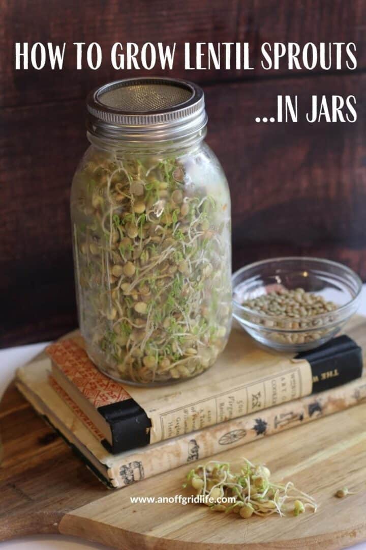 How to grow lentil sprouts in jars text overlay on image of glass mason jar full of lentil sprouts on a stack of books.