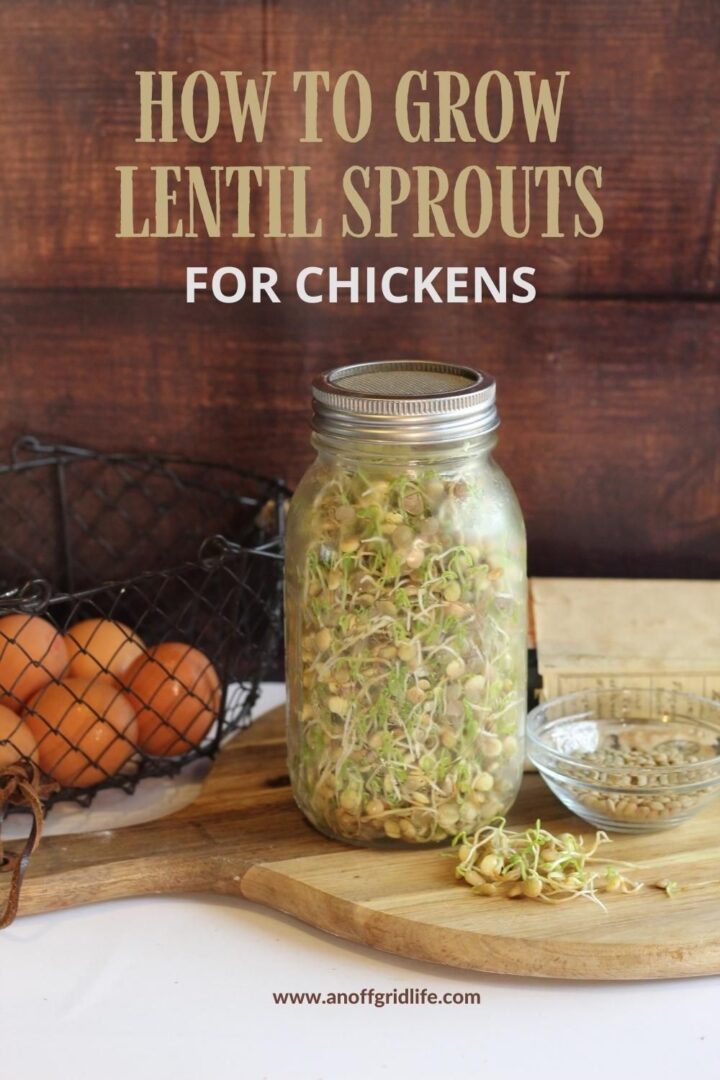 How to Grow Lentil Sprouts for Chickens