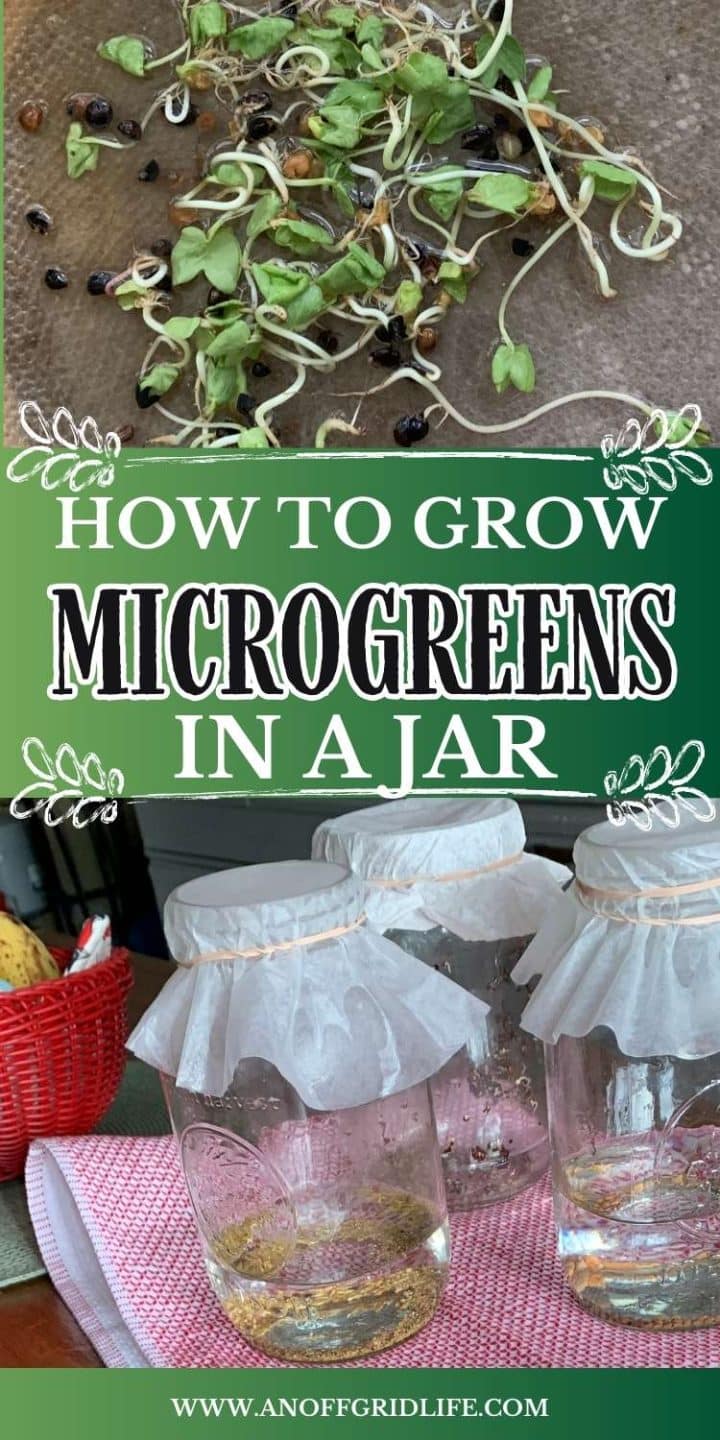 How to grow microgreens in a jar.
