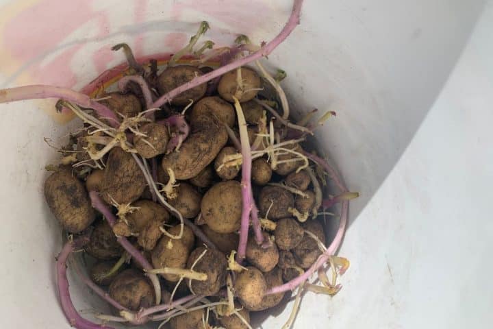 A bucket containing sprouting potatoes with purple and white stalks.