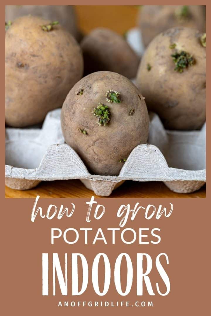 Several sprouting potatoes in an egg carton, with text overlay: "How to Grow Potatoes Indoors" and a website name at the bottom.