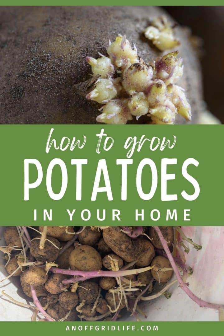 Close-up of sprouting potato eyes and a bucket of small potatoes with text overlay: "how to grow POTATOES IN YOUR HOME," and a website URL at the bottom.