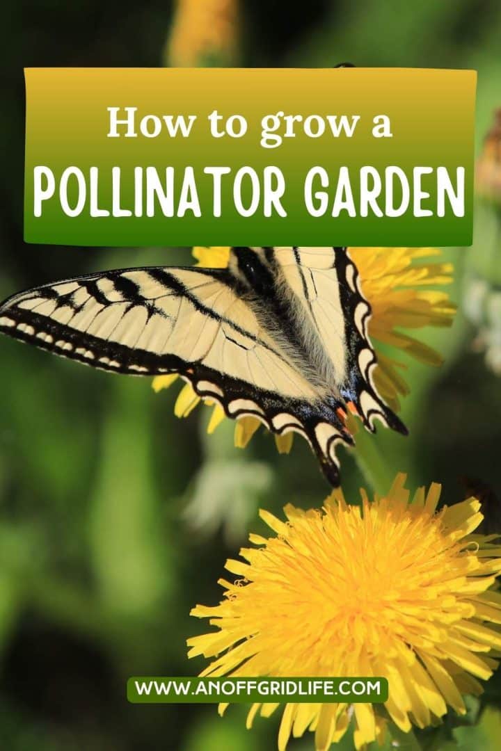 Learn how to plant a pollinator garden. A butterfly perched on a yellow flower, with the text "How to grow a Pollinator Garden" and the website "www.anoffgridlife.com" displayed above.