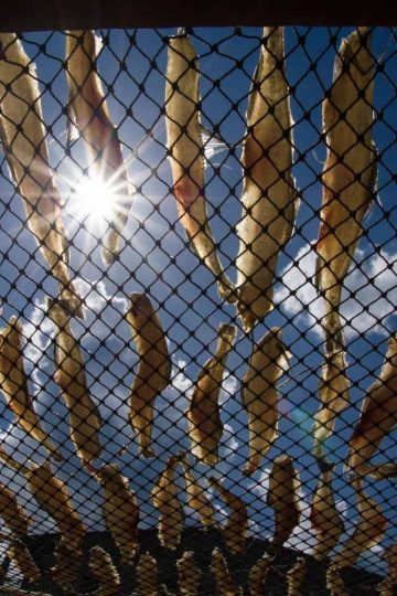 a picture of dozens of dried fish on a grate with a blue sky background