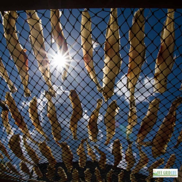 a picture of dozens of dried fish on a grate with a blue sky background