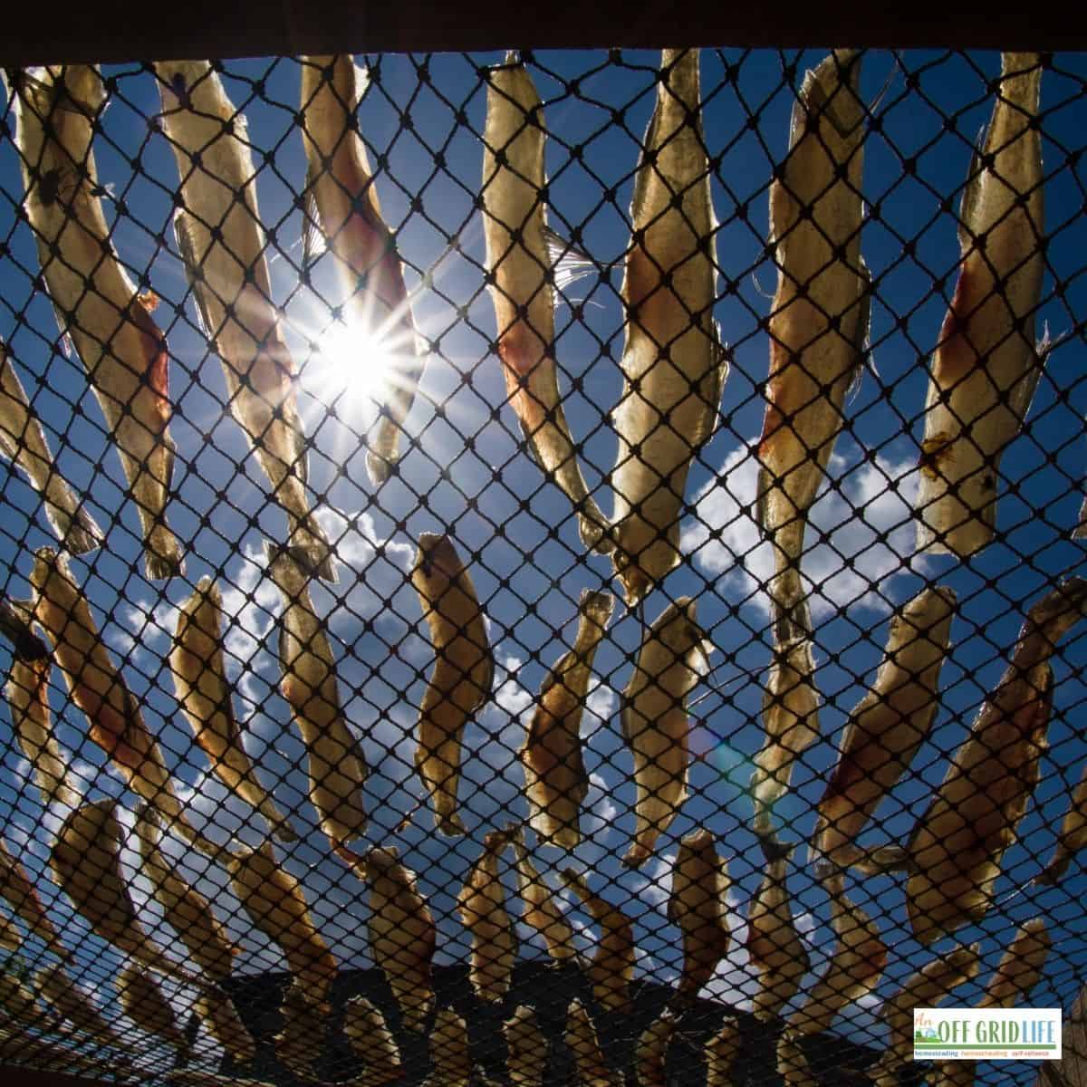 a picture of dozens of dried fish on a grate with a blue sky background