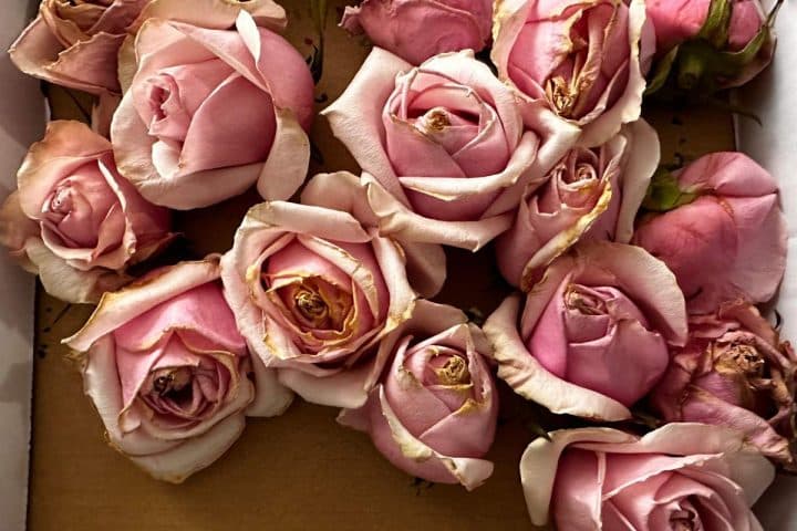A collection of pink roses with slightly wilted petals arranged close together.