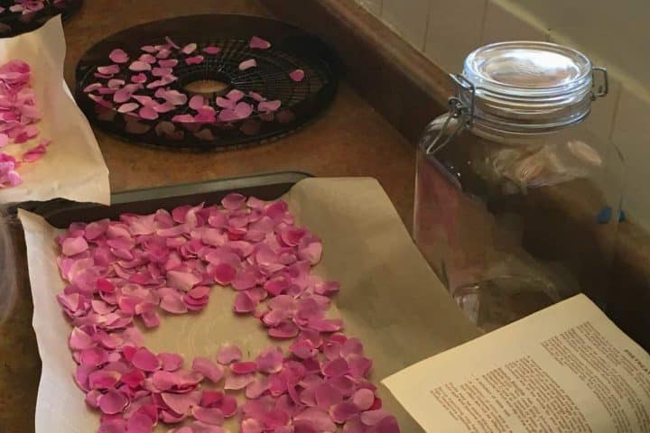Pink flower petals are spread out on parchment paper and drying racks on a kitchen counter. A glass jar and an open book are also on the counter.