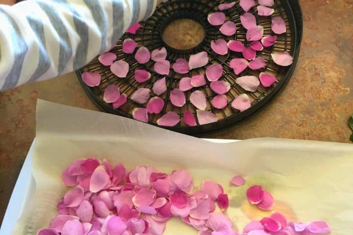 A person arranges pink rose petals on a circular drying rack, with additional petals spread out on parchment paper below.