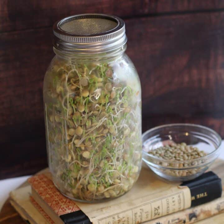 Sprouts in mason jar with mesh sprouting lid.