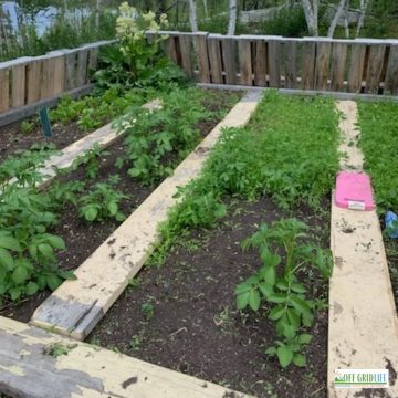 a picture of a planned garden with green plants and wooden walking boards