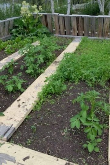 a picture of a planned garden with green plants and wooden walking boards