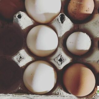 Farm fresh eggs in a carton with plaid placemat behind