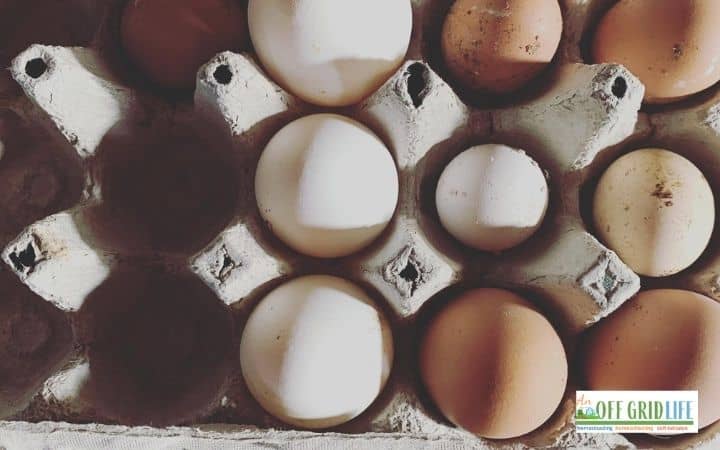 Farm fresh eggs in a carton with plaid placemat behind