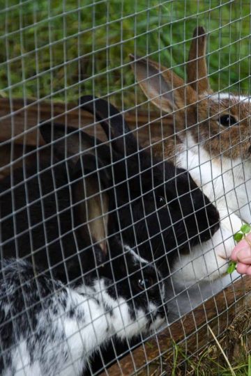 three rabbits in a rabbit hutch outdoors being fed a leafy green through a wire fence.