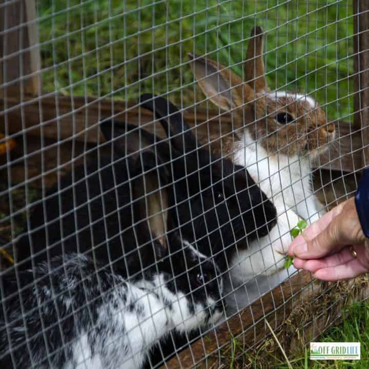 three rabbits in a rabbit hutch outdoors being fed a leafy green through a wire fence.
