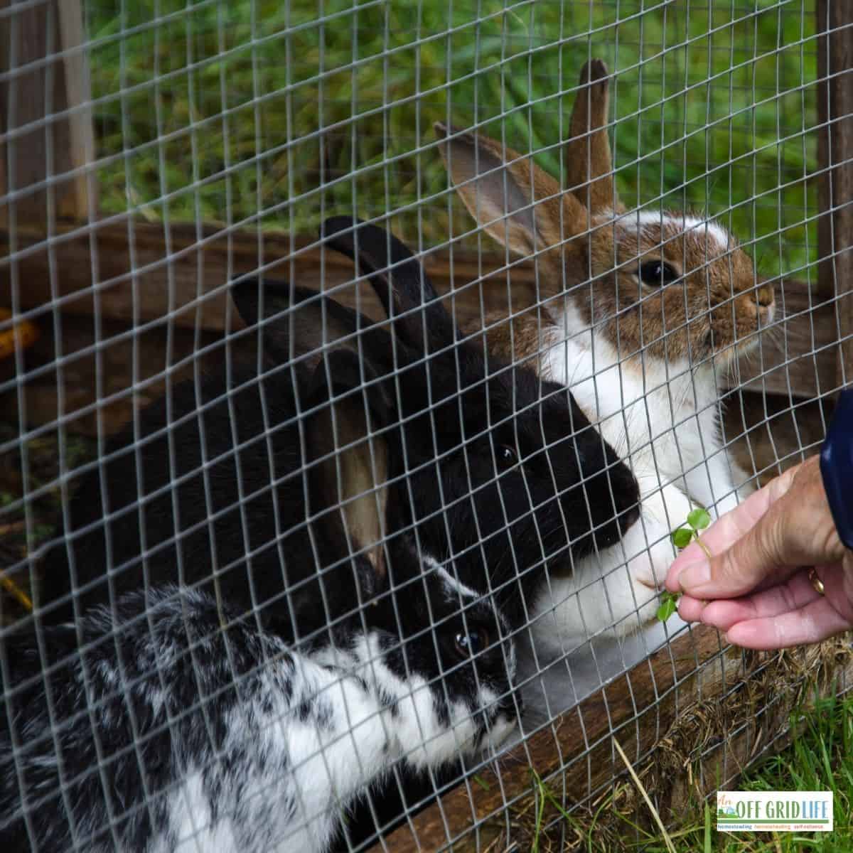 three rabbits in a rabbit hutch outdoors being fed a leafy green through a wire fence.