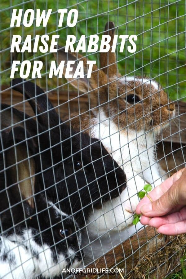 a pinterest image of three rabbits in a hutch being fed some greens, text overlay "how to raise rabbits for meat"