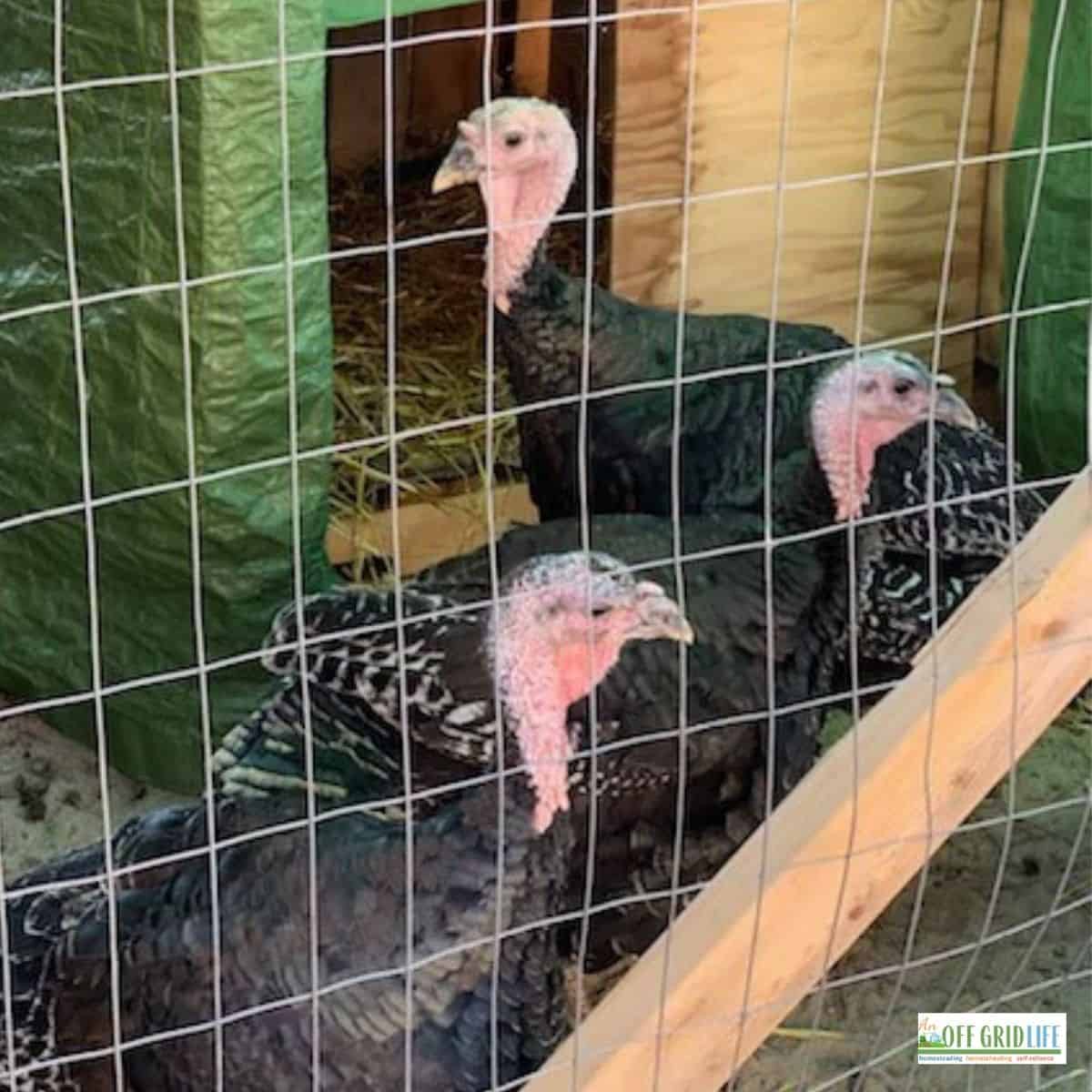 three turkeys in a coop behind wire fencing, with a green tarp in the background
