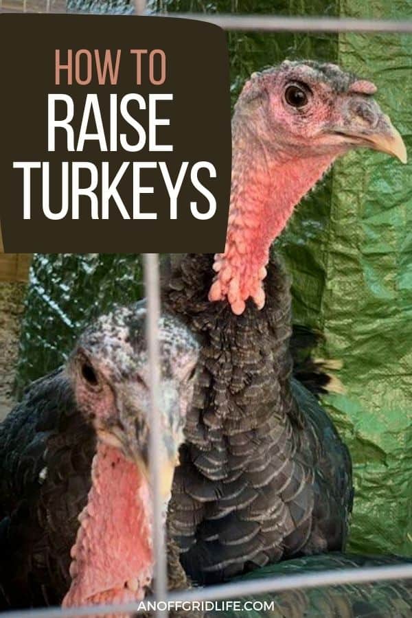 a pinterest image of two turkeys in a coop, text overlay "how to raise turkeys"
