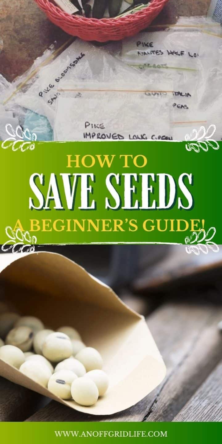 Seed packets with handwritten labels and a small paper bag containing white seeds. Text reads: "How to Save Seeds: A Beginner’s Guide!.