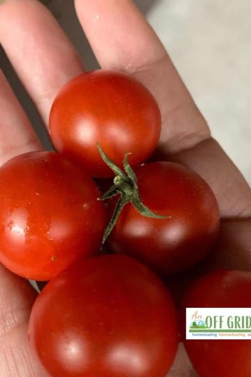 hand holding fresh cherry tomatoes grown from seeds saved