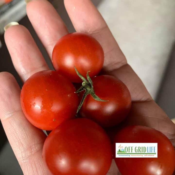 hand holding fresh cherry tomatoes grown from seeds saved