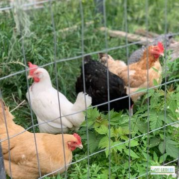 4 different chickens kept in an outdoor pen.