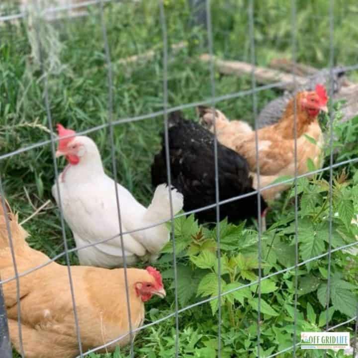 4 different chickens kept in an outdoor pen.