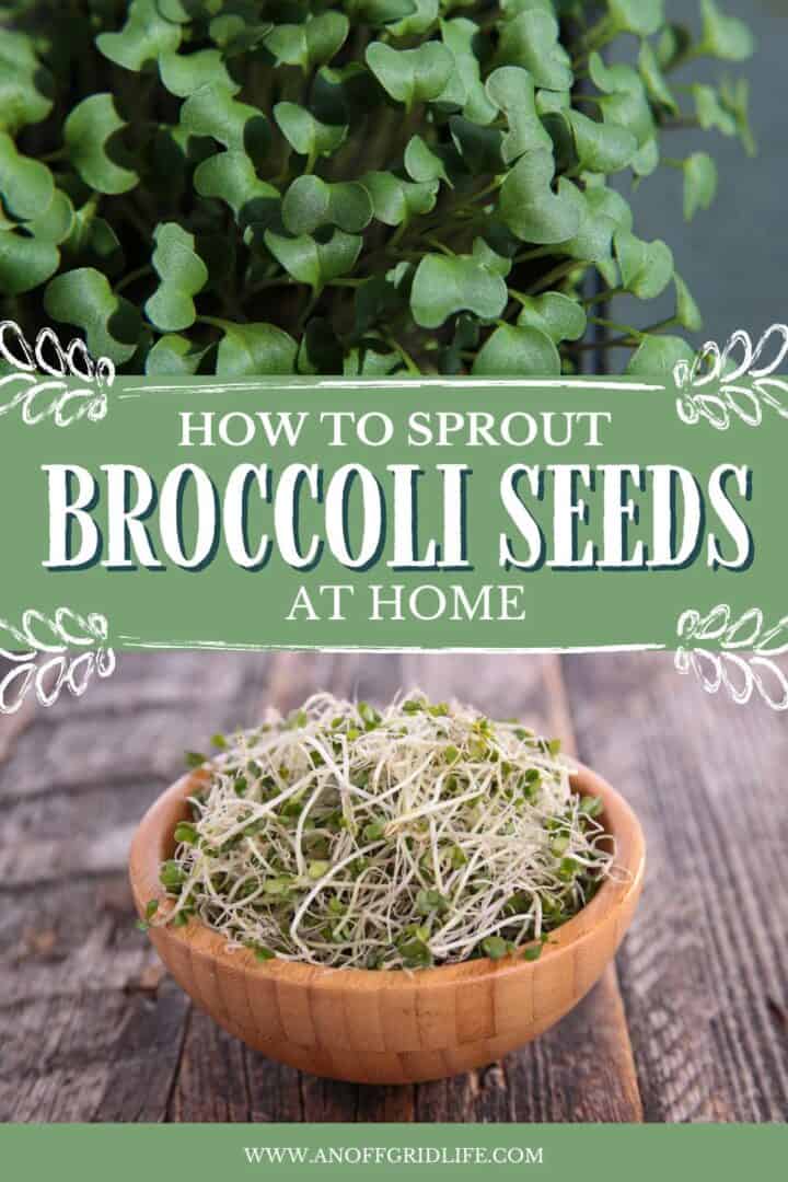 How to Sprout Broccoli Seeds at Home