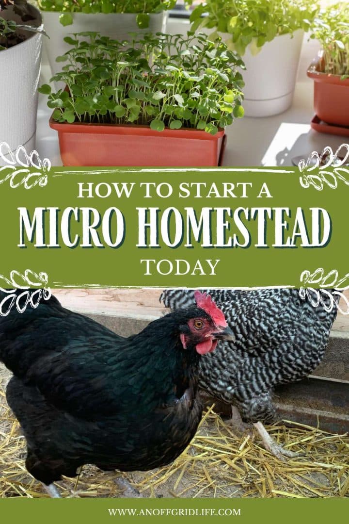 Promotional image featuring a black hen in front of a straw bed, with potted plants in the background and text overlay about starting a micro homestead today.