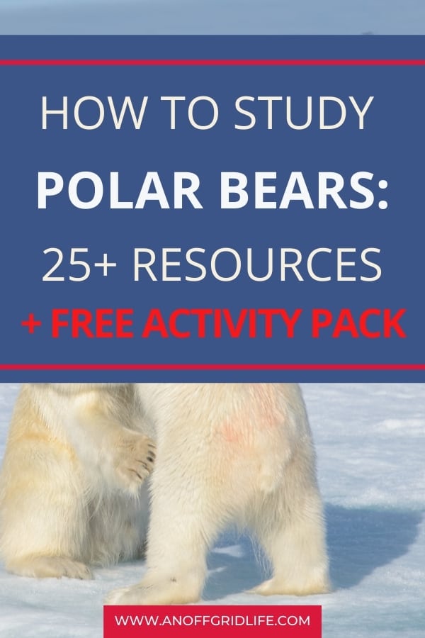 Two polar bears wrestling outdoor