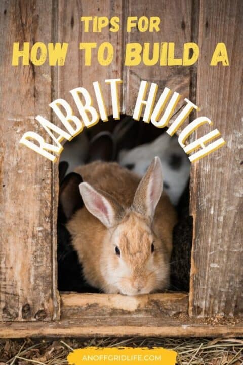 a pinterest image of a brown rabbit leaving a hutch, text overlay "tips for how to build a rabbit hutch"